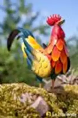 תרנגול צבעוני לגינה