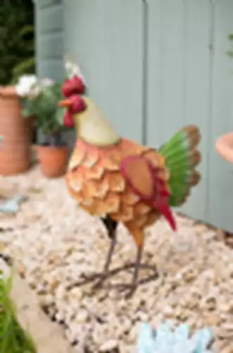 תרנגול צבעוני לגינה