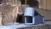 מלכודת עכברים חיים