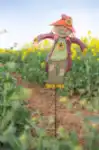 דחליל גינה