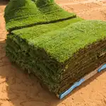 דשא פספלום