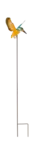 שלדג סקרן