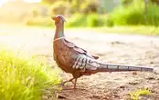 פסיון לגינה 5579