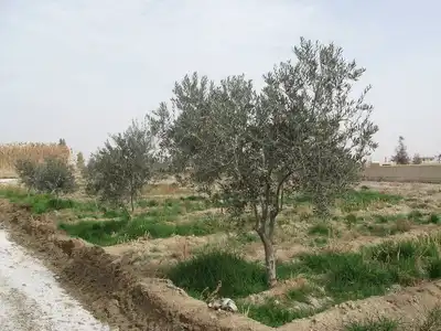 זית סורי