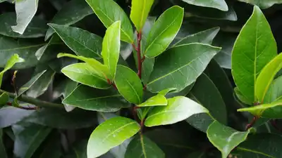 Bay laurel