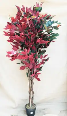 פיקוס מגוון צבע 2664