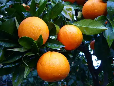 VALENCIA ORANGES