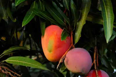 MANGO TREE