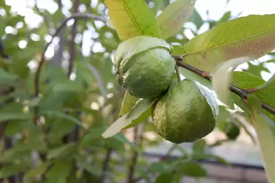 guava tree