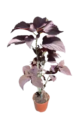 קולאוס עציץ 15