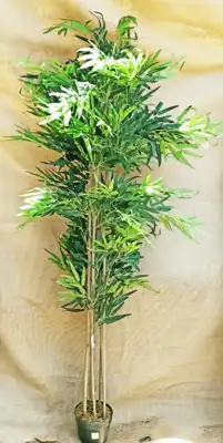 פיקוס 6 גזעים 1.90 2425