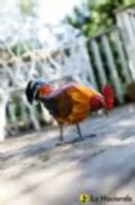 תרנגול לגינה
