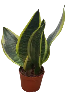 סנסיווריה עציץ 9
