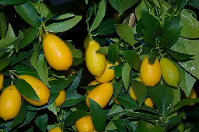 LIMEQUAT