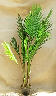 דקל מעוצב 2865