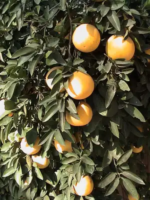 GRAPEFRUIT