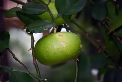 פומלית