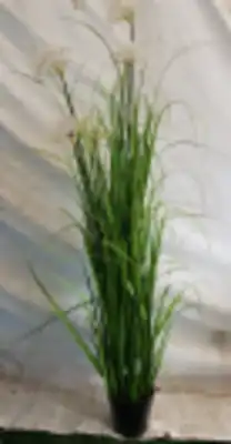 עציץ עלים פרח