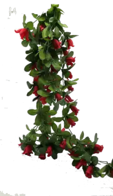 גולש ורדים ענק 