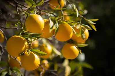 ORANGES