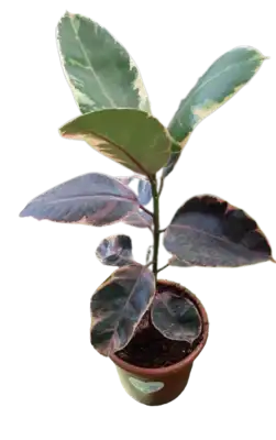 פיקוס גומי 10 ליטר