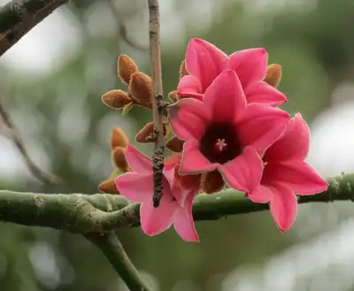 Brachychiton
