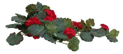 1317-7 גרניום גולש אדום