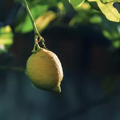 לימון על עץ