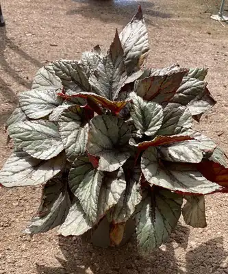 ביגוניה עציץ 12
