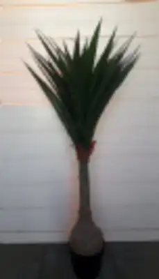 יוקה 