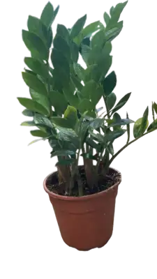 אמיקולקוס עציץ 18
