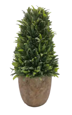 בונסאי ירוק ניצב 