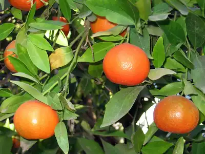 CLEMENTINE