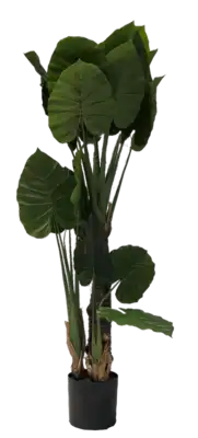 עץ עלים גדולים