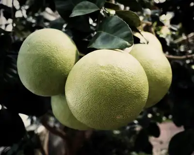 CITRUS MAXIMUS