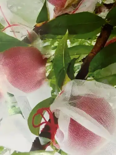 שקיות מגן פרי 20/20
