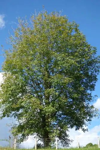 Fraxinus uhdei