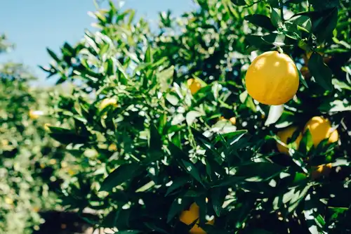 LEMON