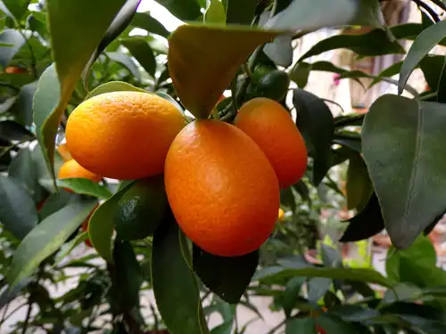 kumquat