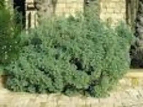 שיבא