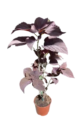 קולאוס עציץ 15