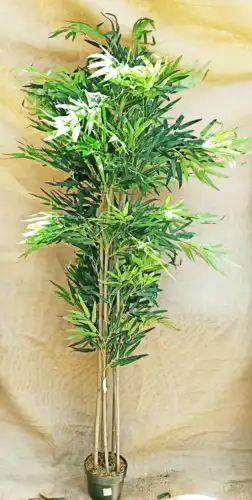 פיקוס 6 גזעים 1.90 2425