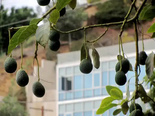 אבוקדו האס על עץ