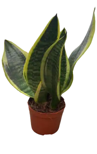 סנסיווריה עציץ 9