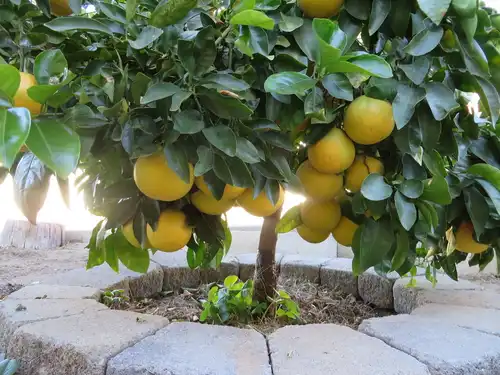 RED GRAPEFRUIT
