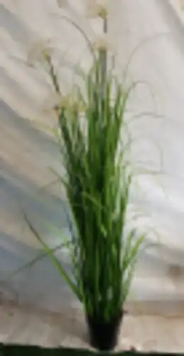 עציץ עלים פרח