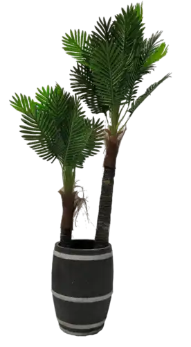 עץ דקל מפוצל ענק 