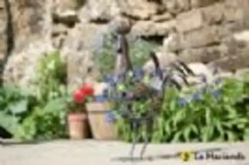 תרנגול דקורטיבי