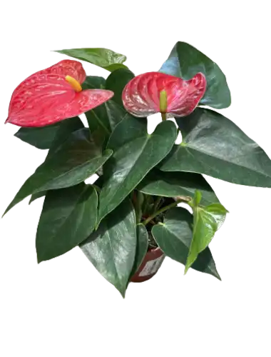 אנטוריום אדום 11