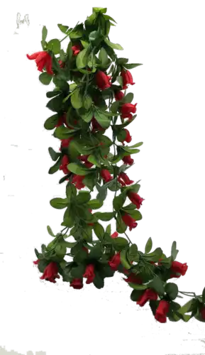 גולש ורדים ענק 